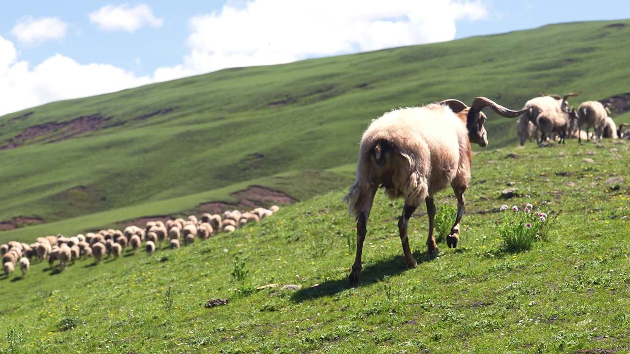 牛羊群在绿色草原悠然放牧