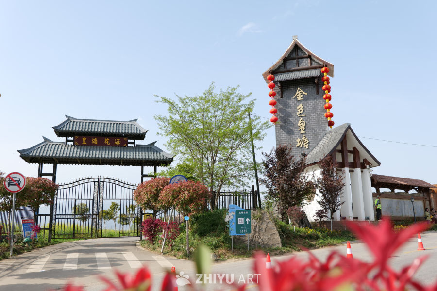 油菜花海 10
