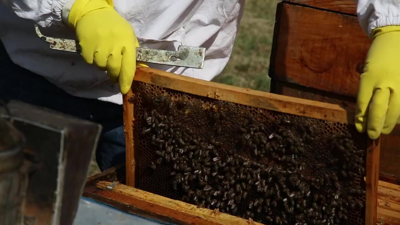 蜂蜜养蜂人蜜蜂生产
