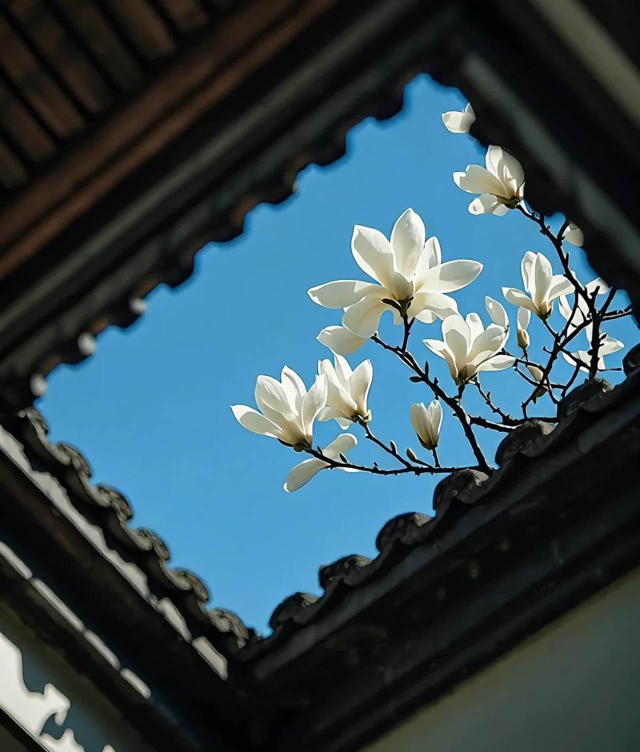 玉兰花开映蓝天