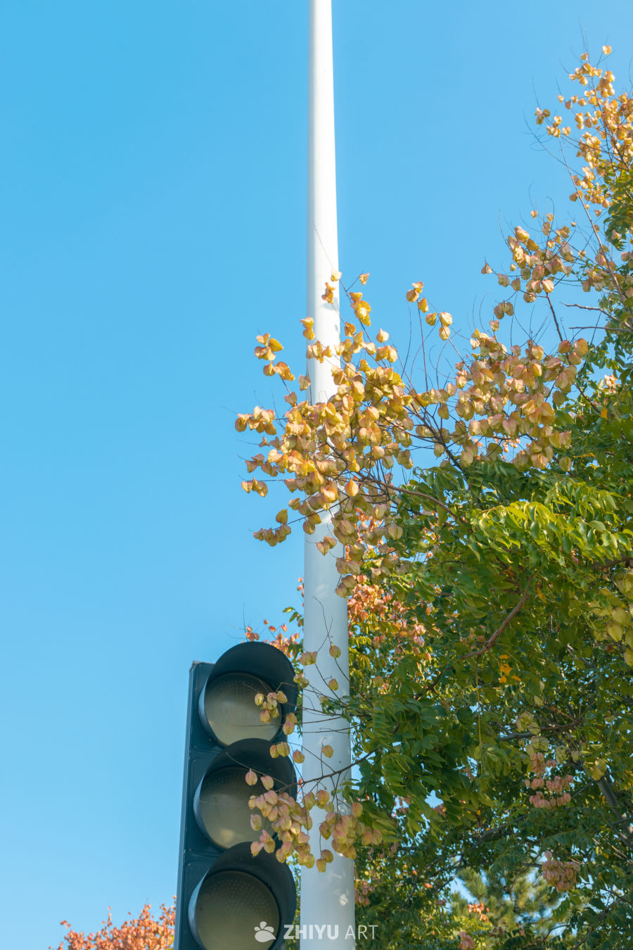 秋日街景：信号灯与黄叶树