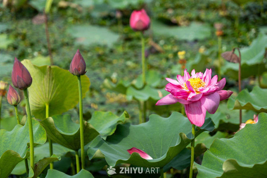 荷花 176