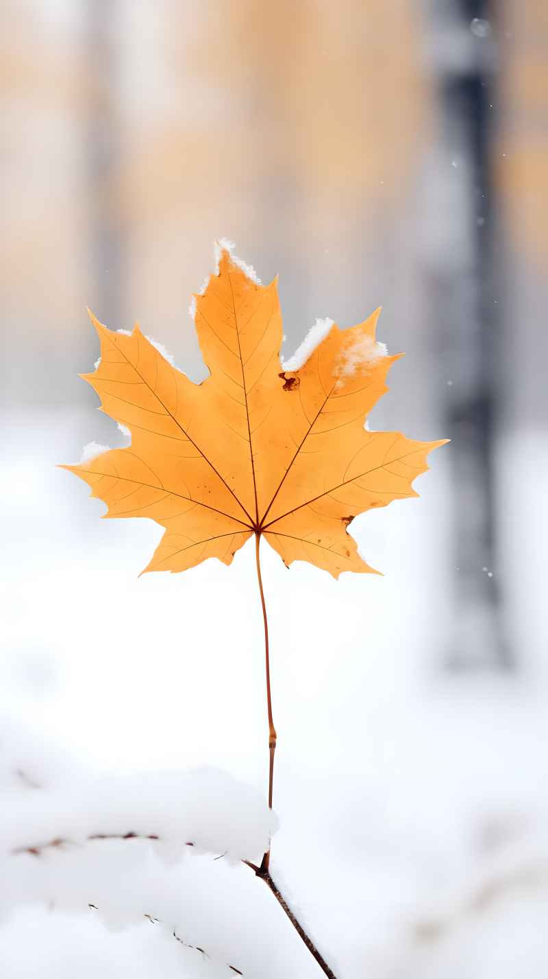 枫叶雪景冬季 22