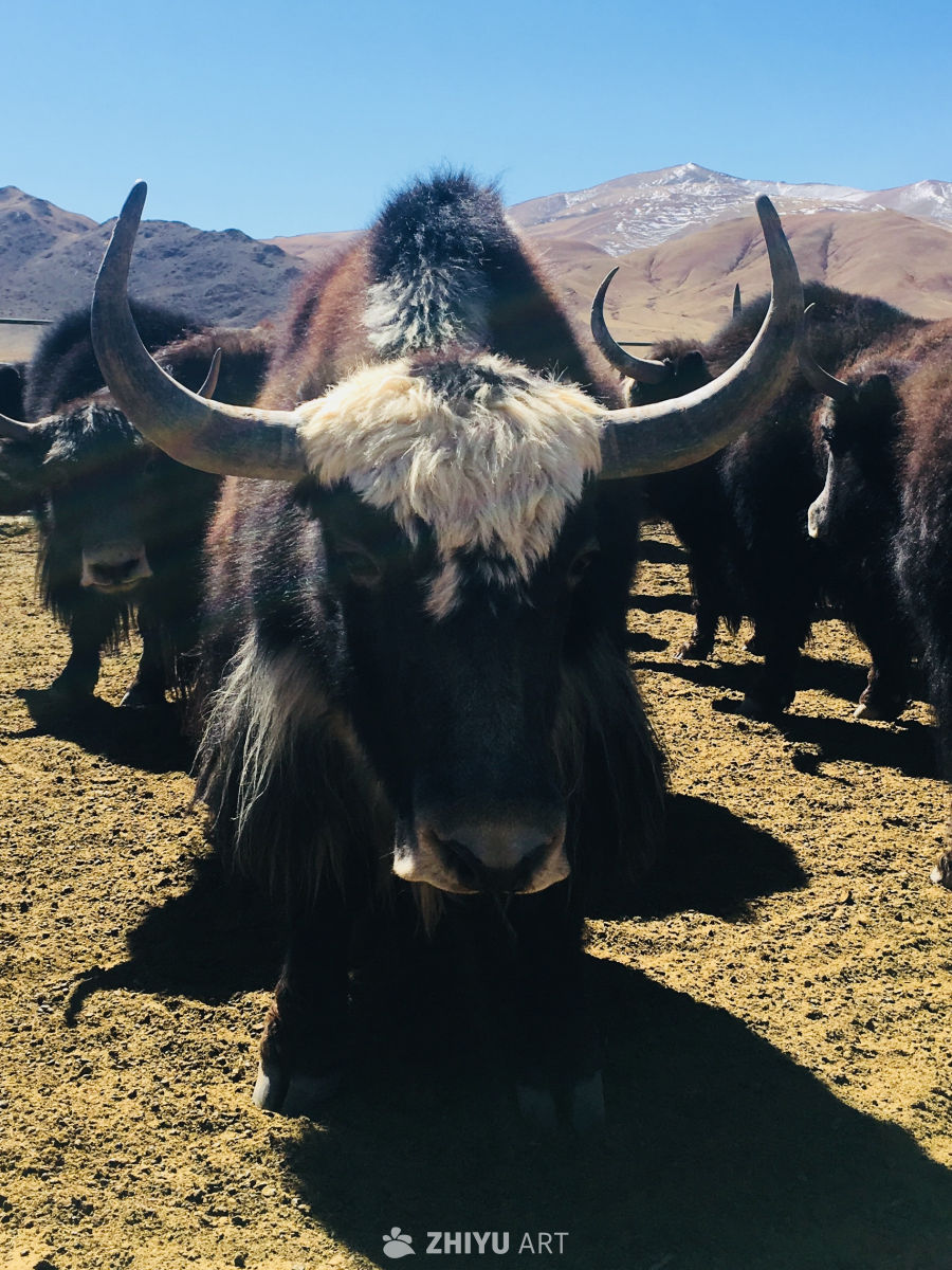 高原牦牛群像