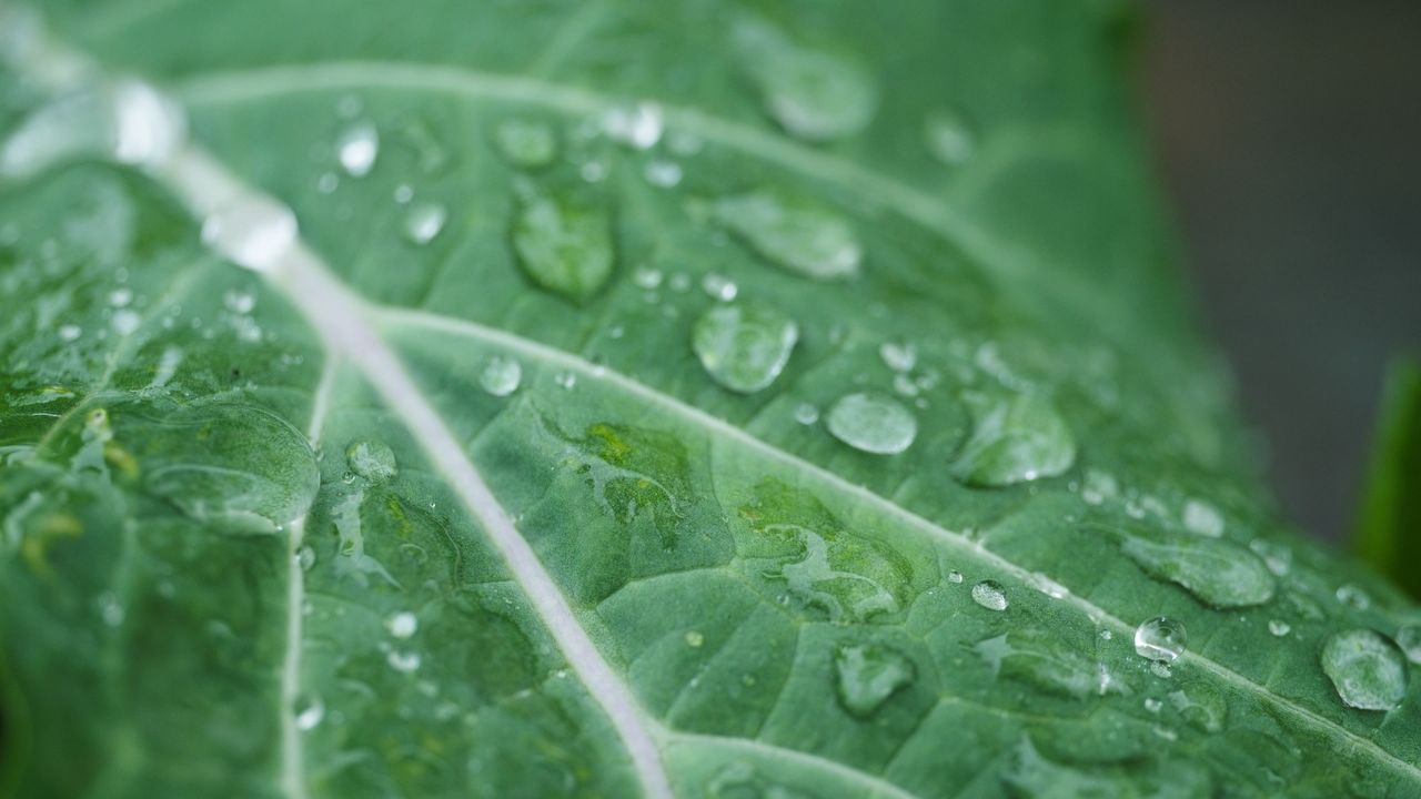 雨水滴在树叶上4K实拍