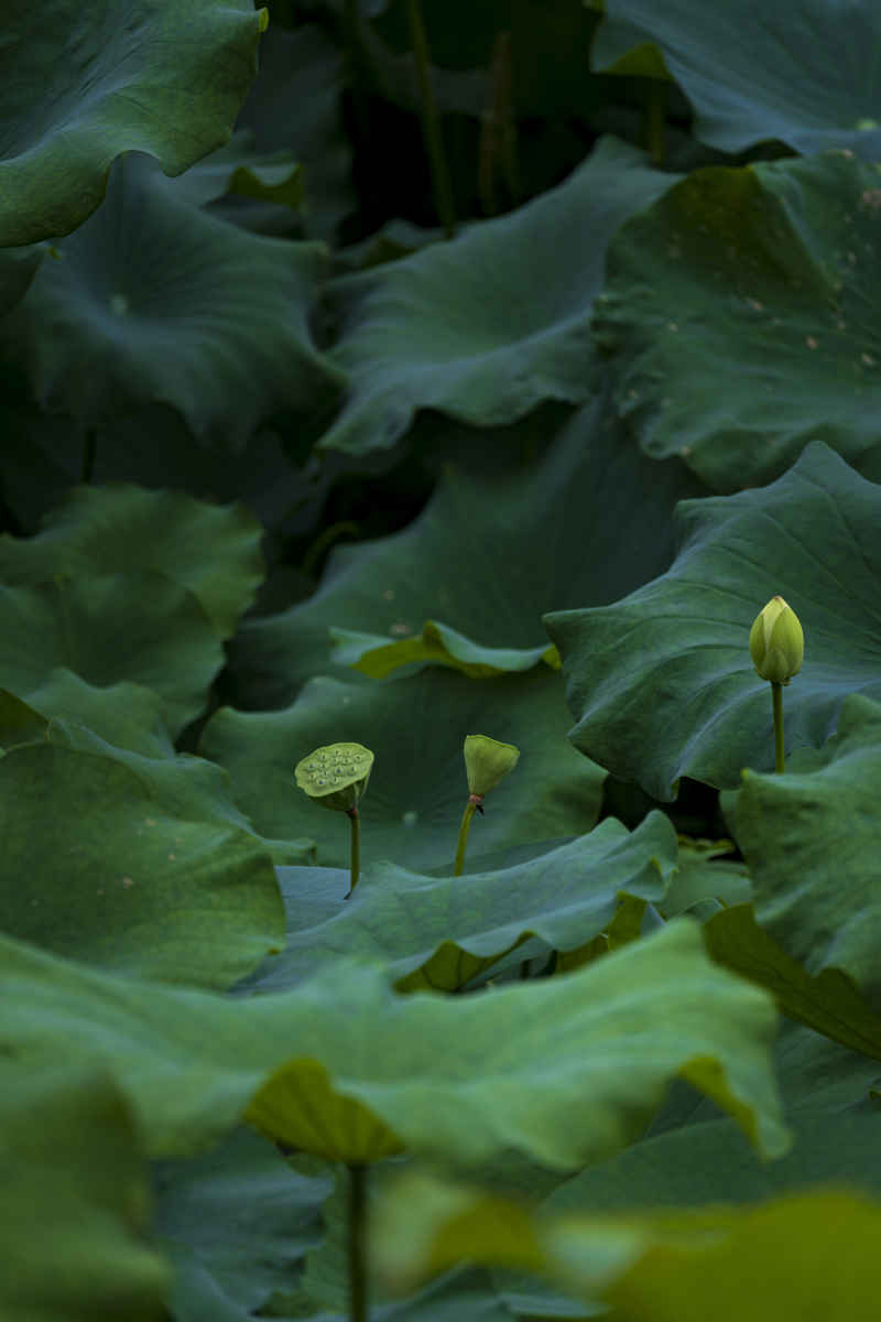 广西大学荷花