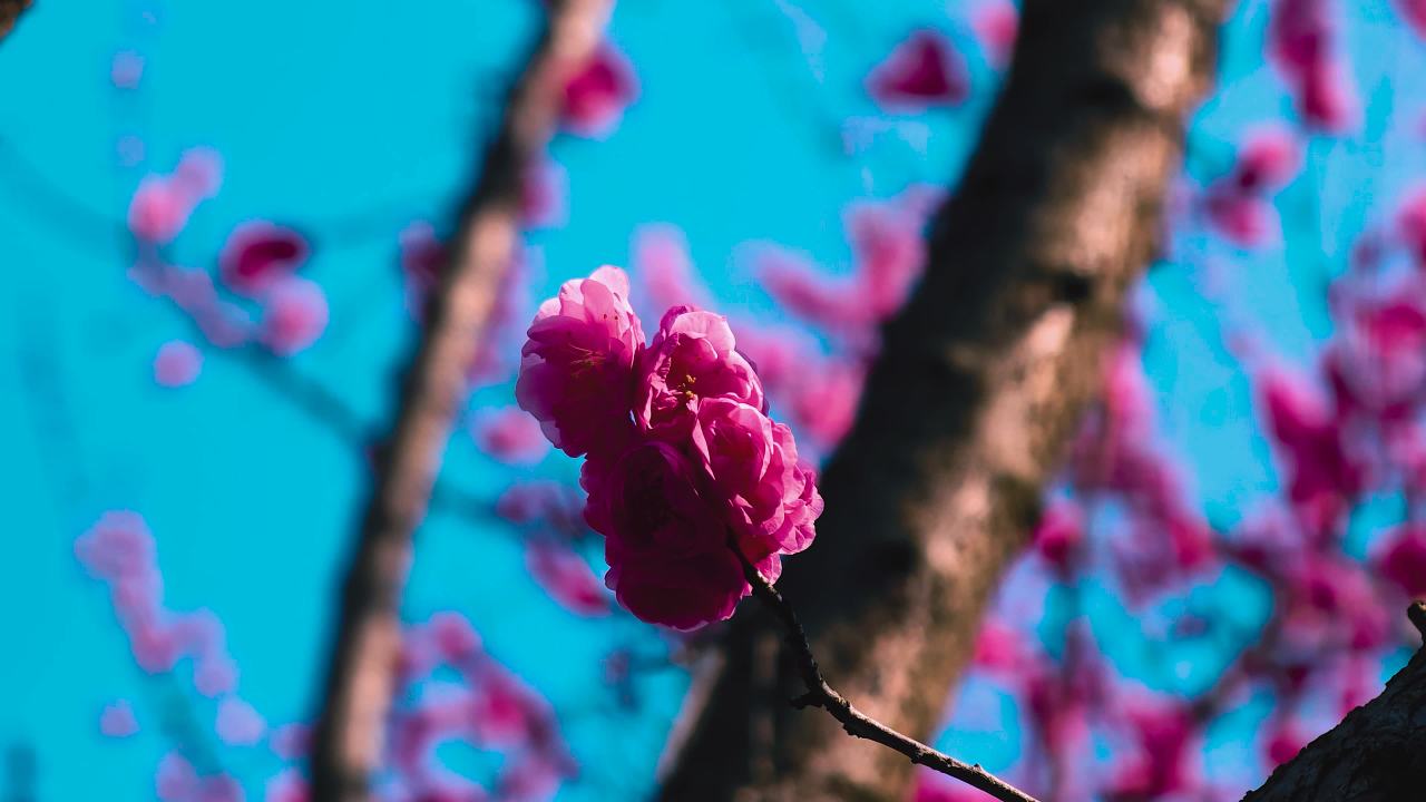 唯美樱花枝头盛开