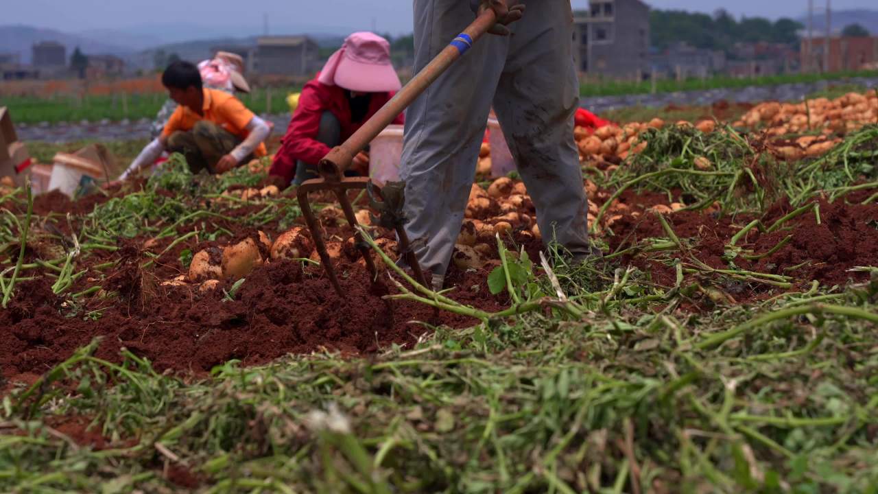 农民合作挖土豆