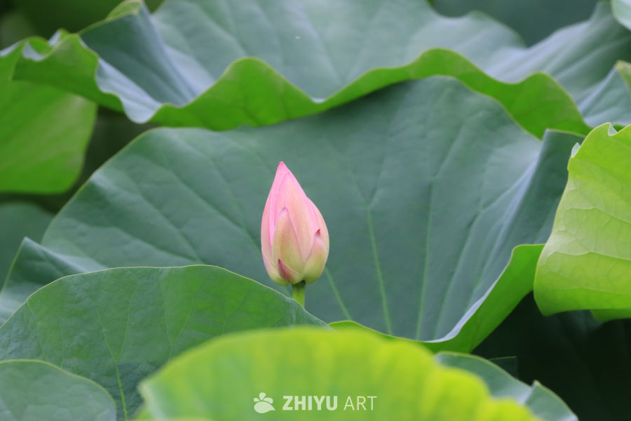 荷花 68