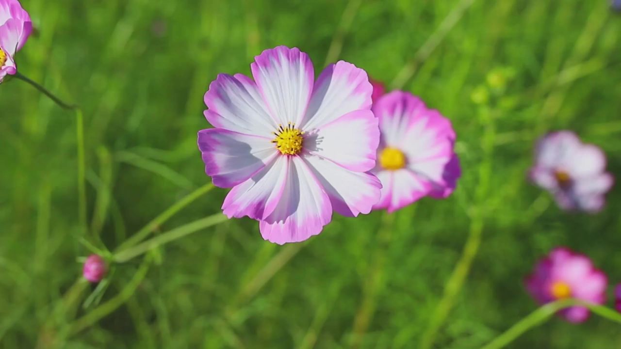 花美丽花瓣朝鲜语