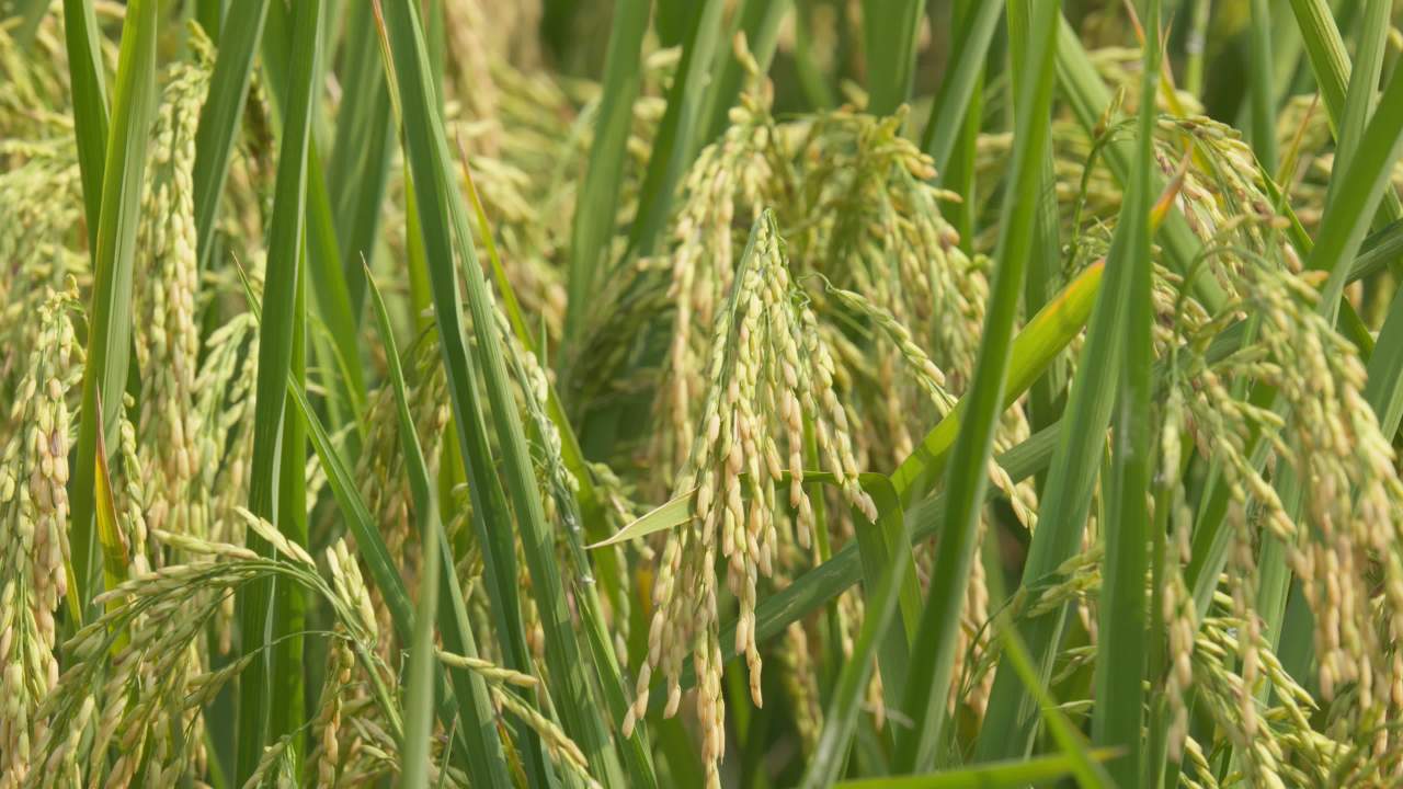 乡村田野水稻粮食庄稼 24