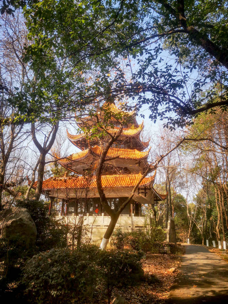 湖南省植物园各种植物摄影图