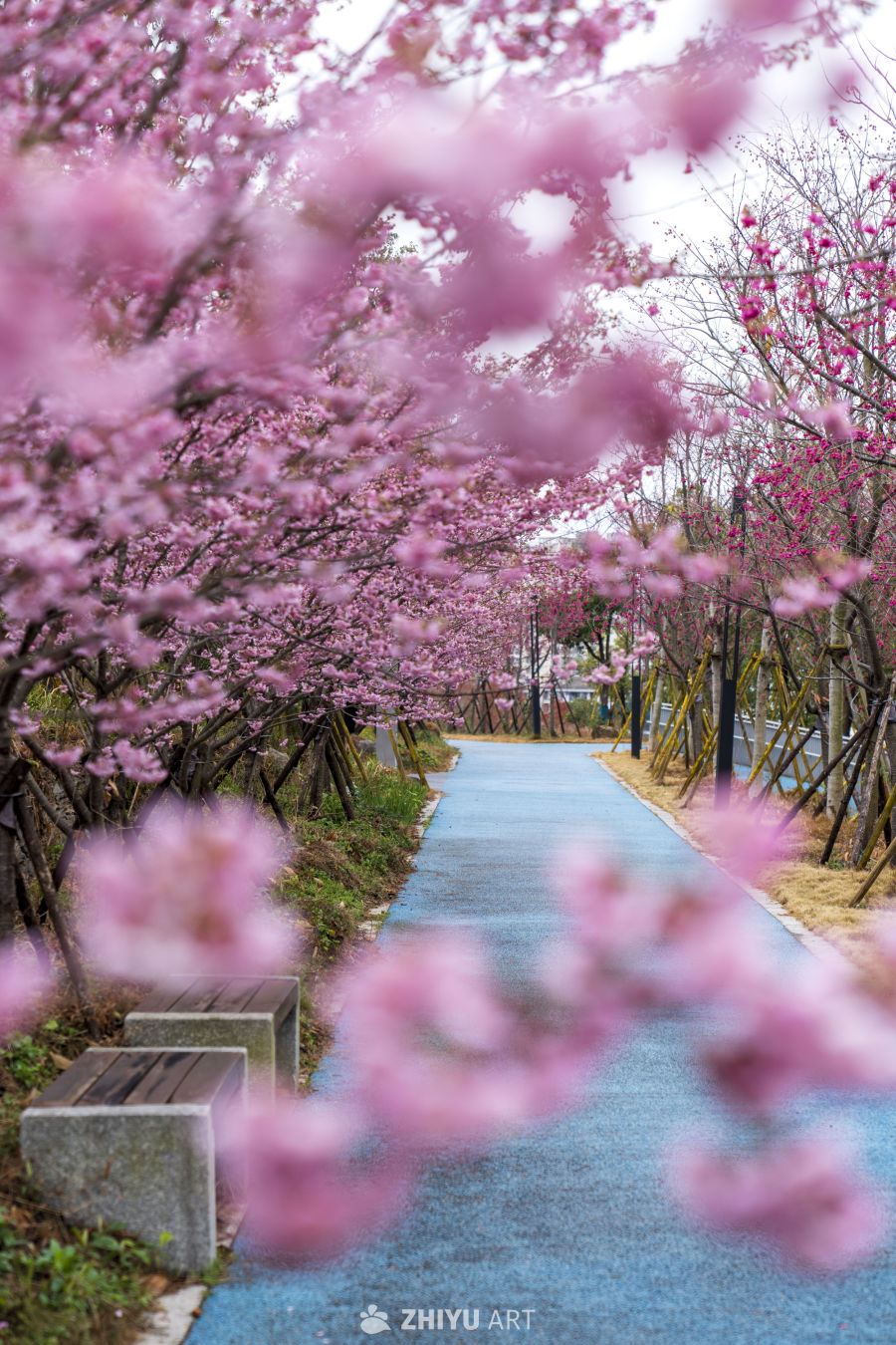 樱花隧道