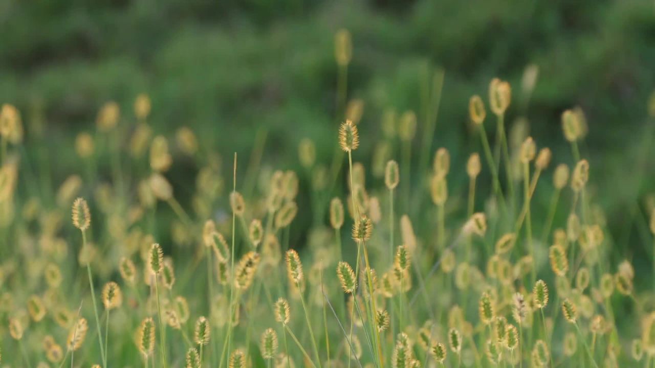 风吹草低见牛羊