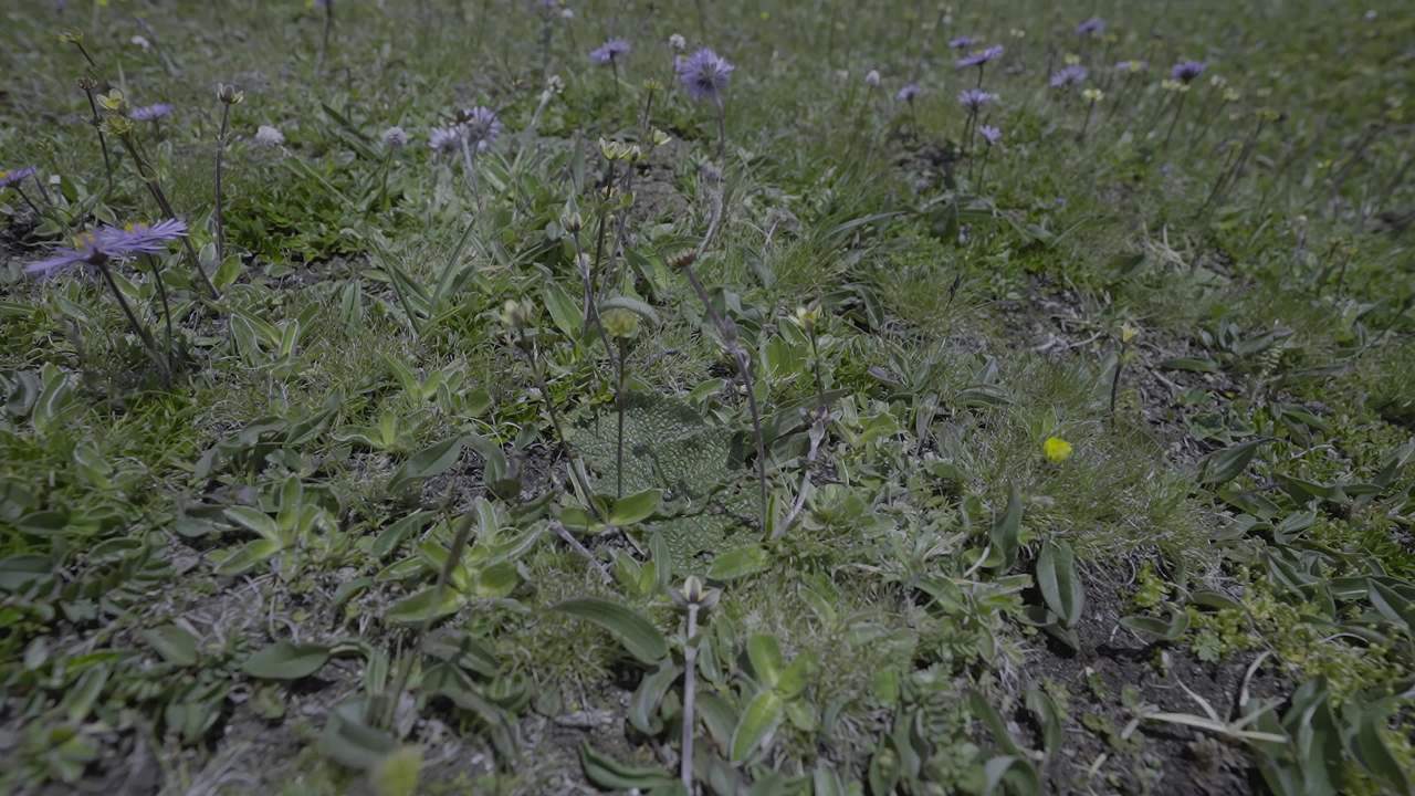 高原草原牧马人行走湖畔