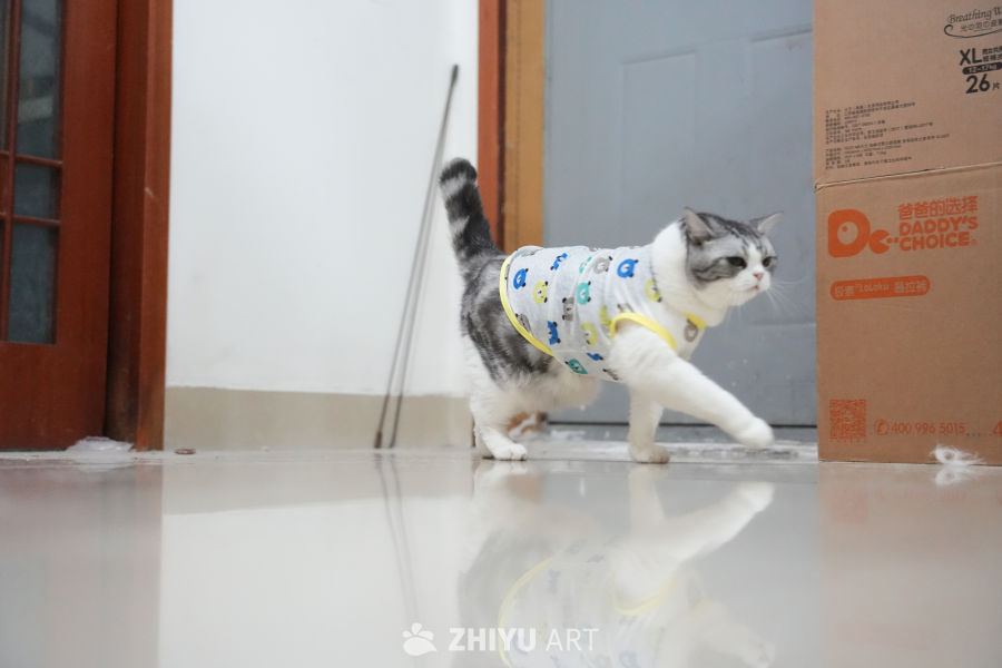 猫咪 63