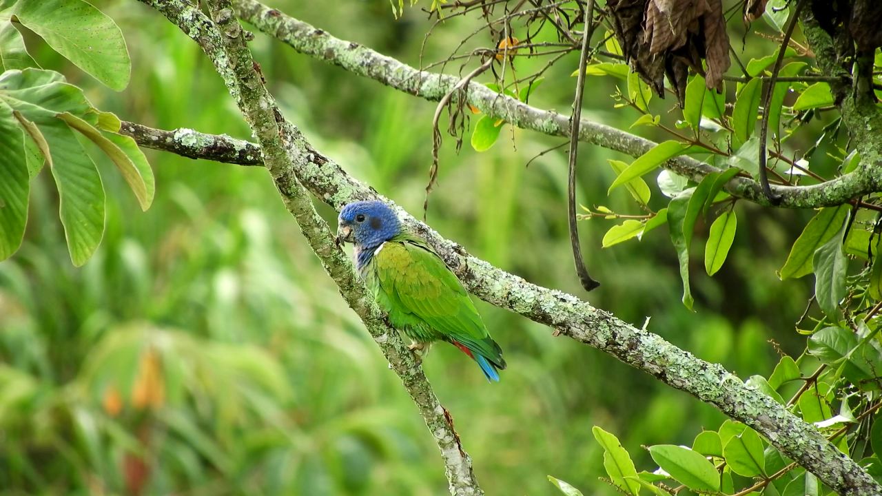 绿鹦鹉动物哥伦比亚