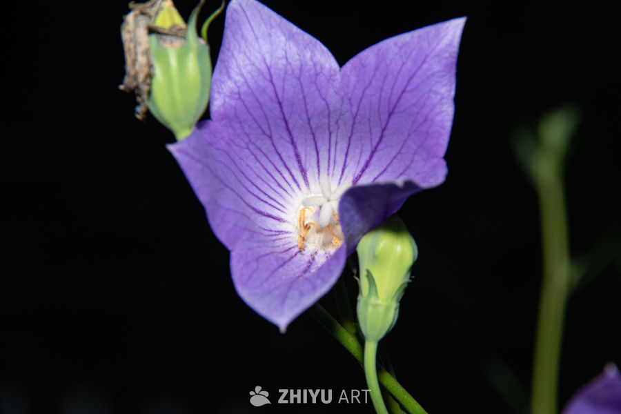 中药材与药材花 85