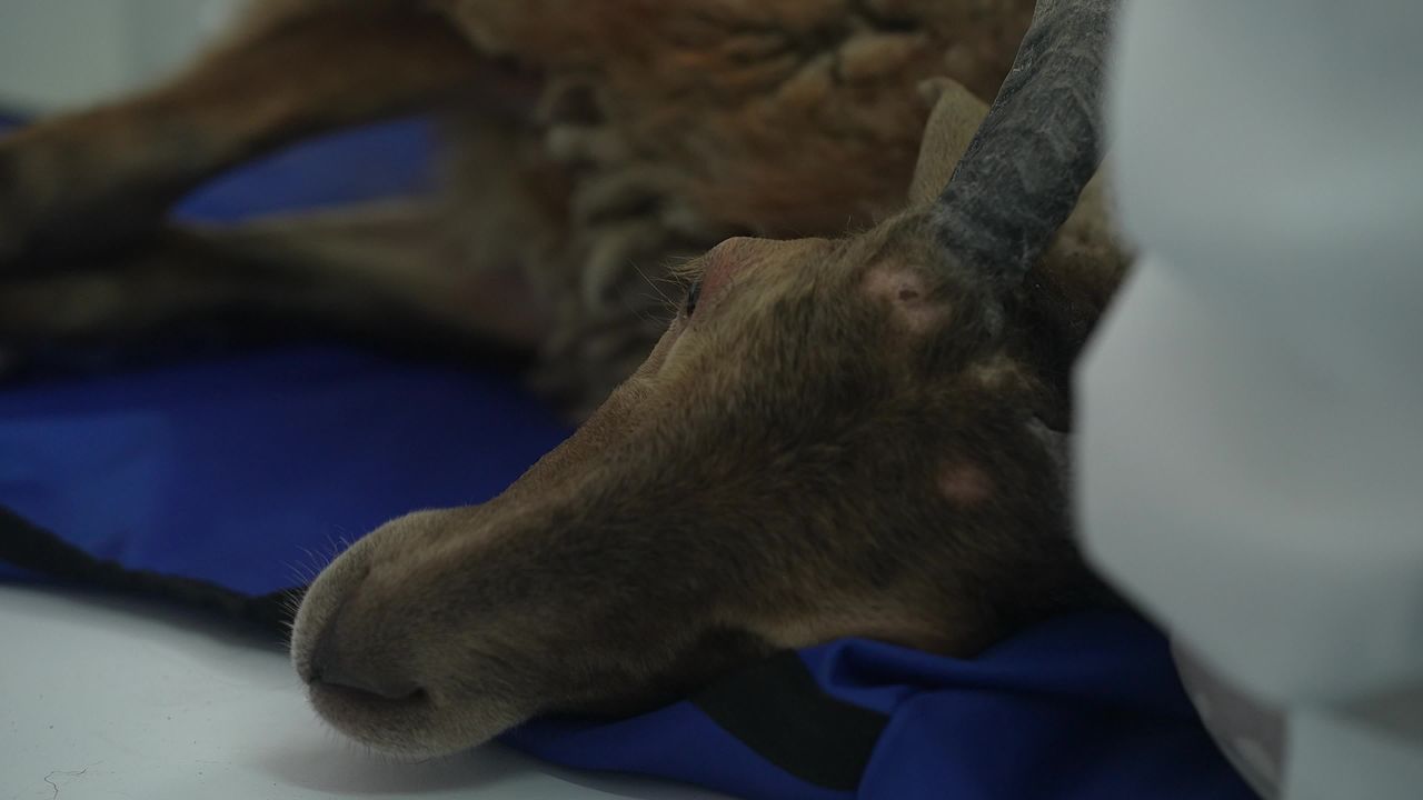 畜牧兽医团队工作记录