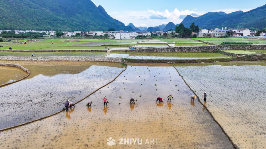 传统水稻种植场景 7