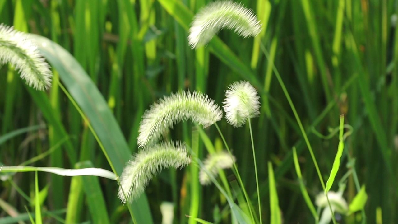 随风摇曳狗尾草