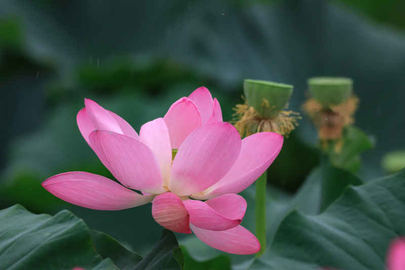 荷花 34
