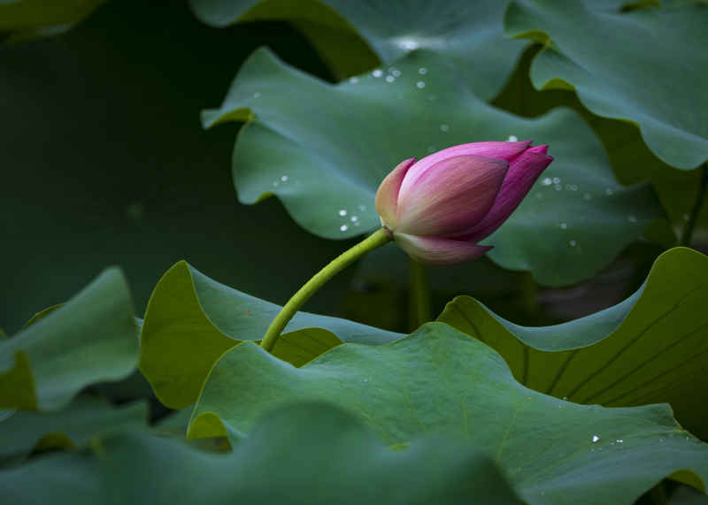 广西大学荷花