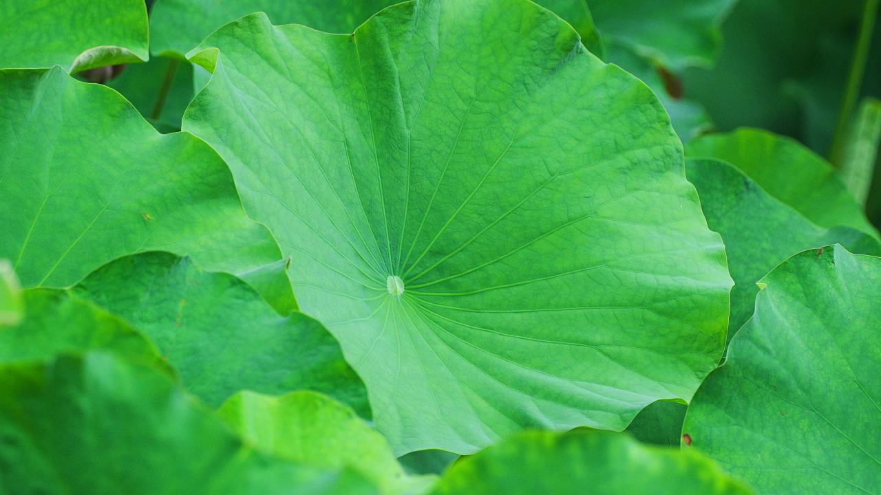 荷叶的静谧之美