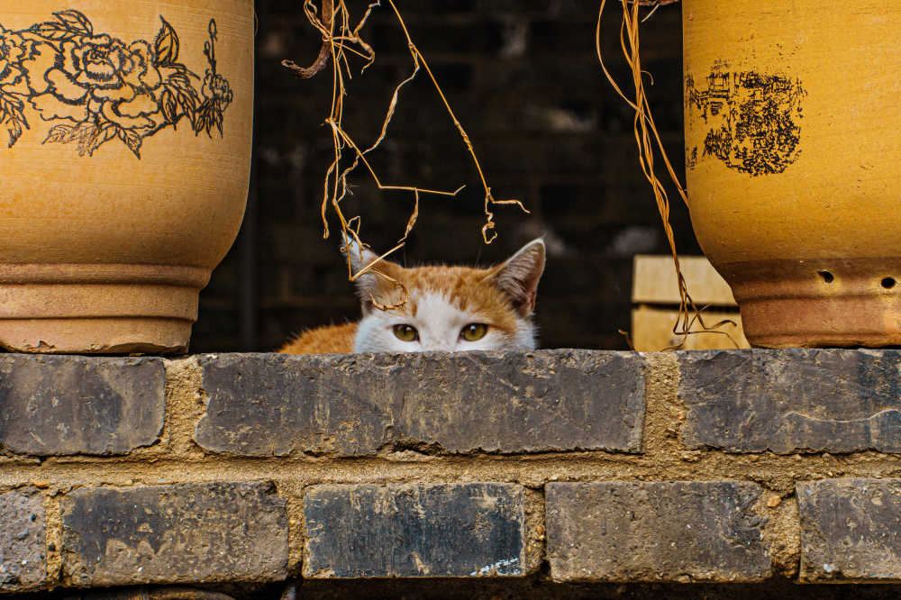 猫咪特写