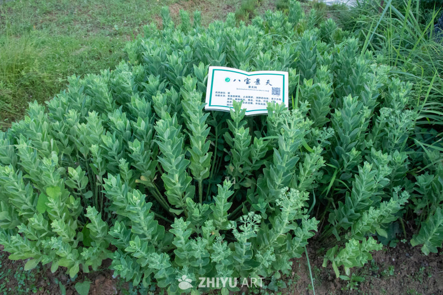 中药材与药材花 36