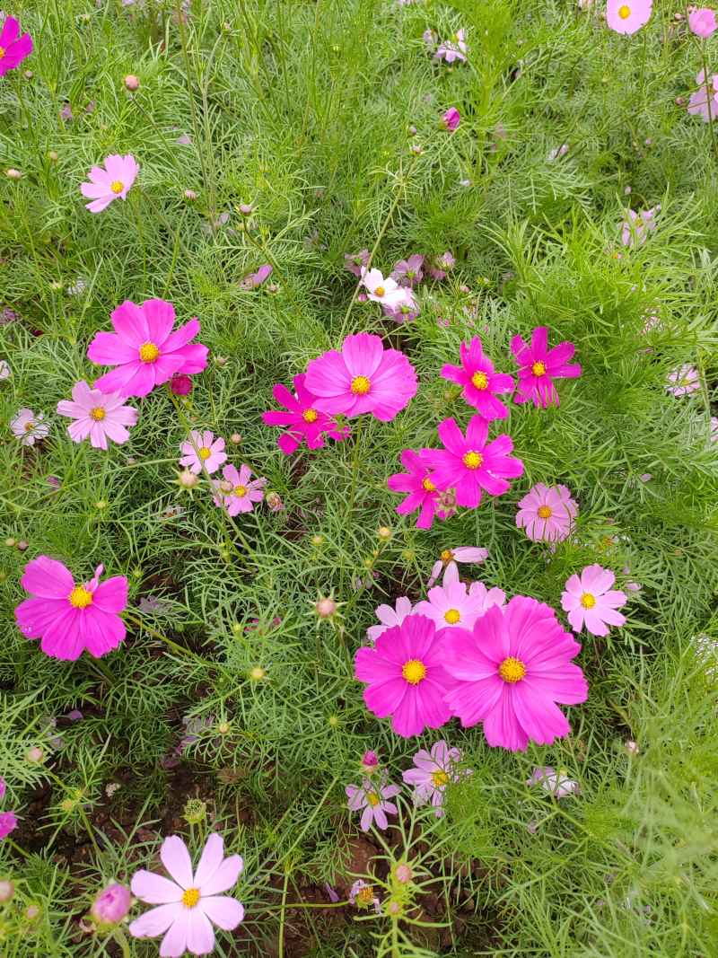 波斯菊