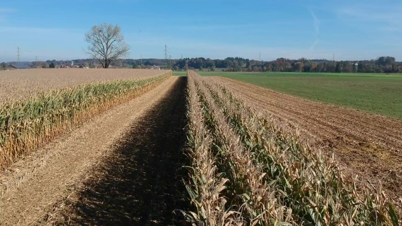 麦田收获秋季产量