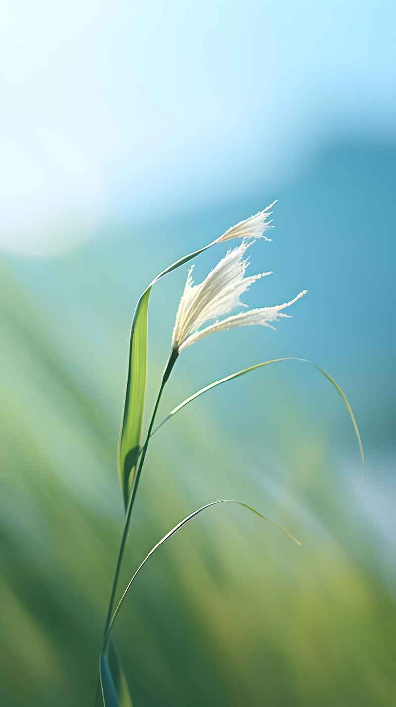 绿色唯美自然小草背景图 43