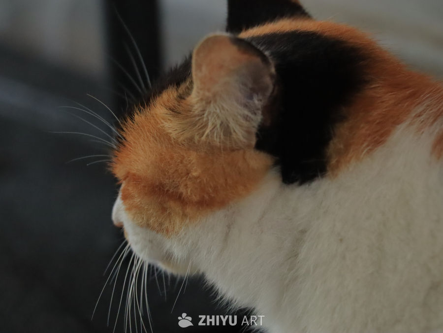 三色猫的侧脸特写