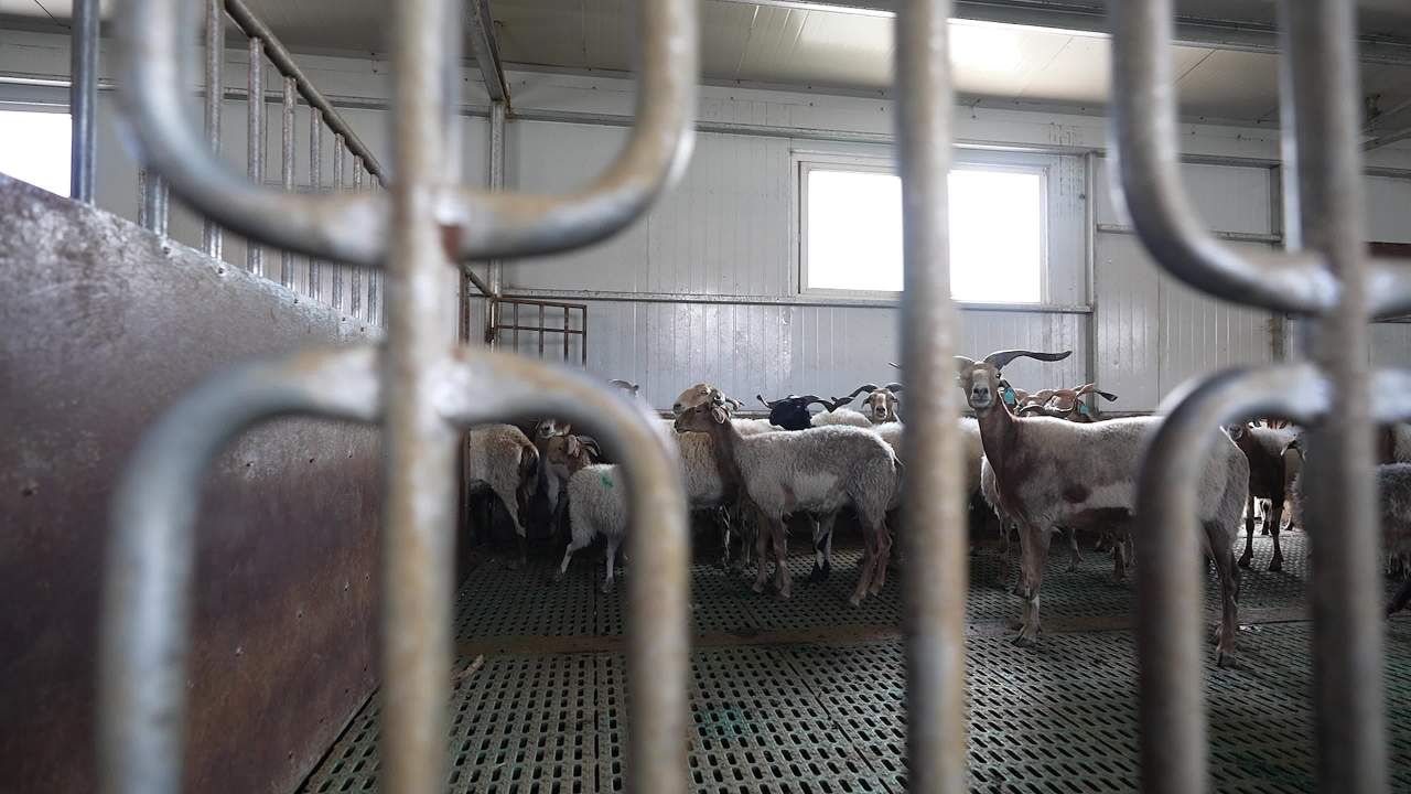 畜牧兽医团队工作记录