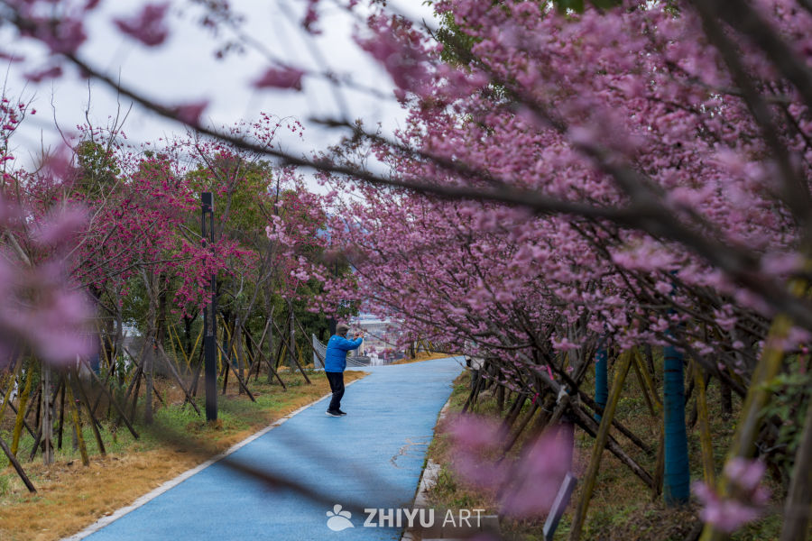 樱花下的漫步