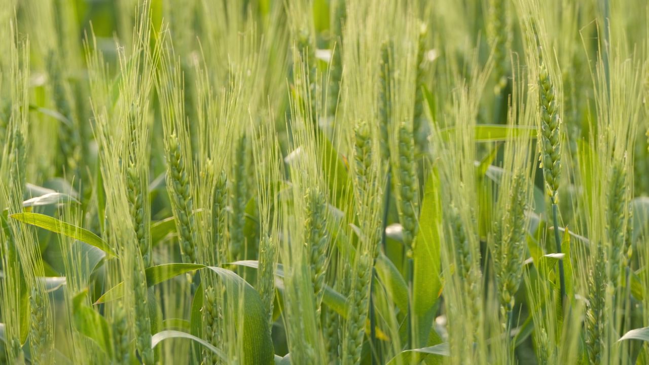春末夏初农村田野小麦成熟 38