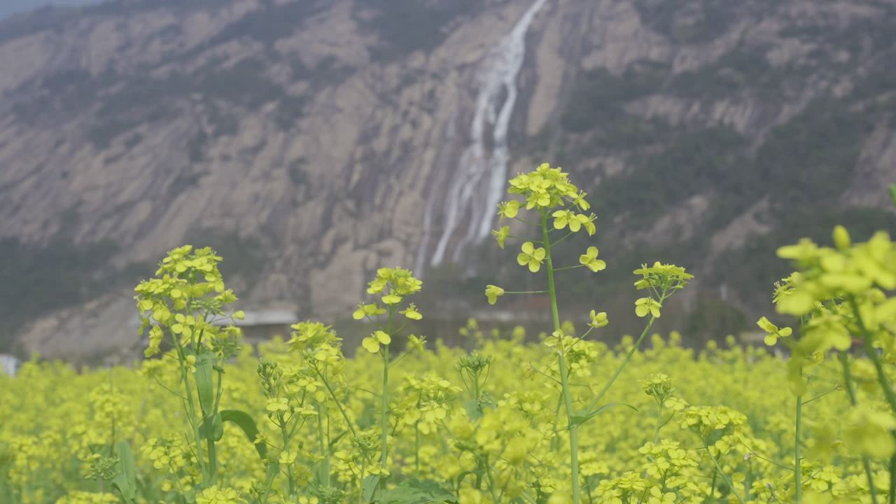 油菜花盛开 13