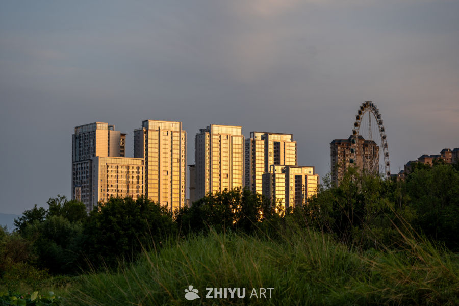 古楼荷花 39