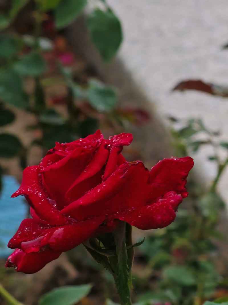 雨中玫瑰