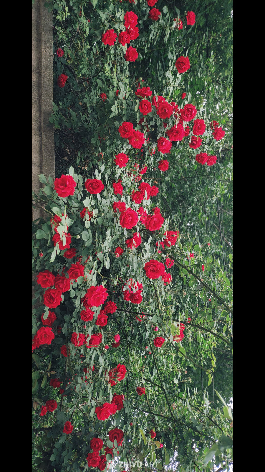 IMG_20250516_090838 22