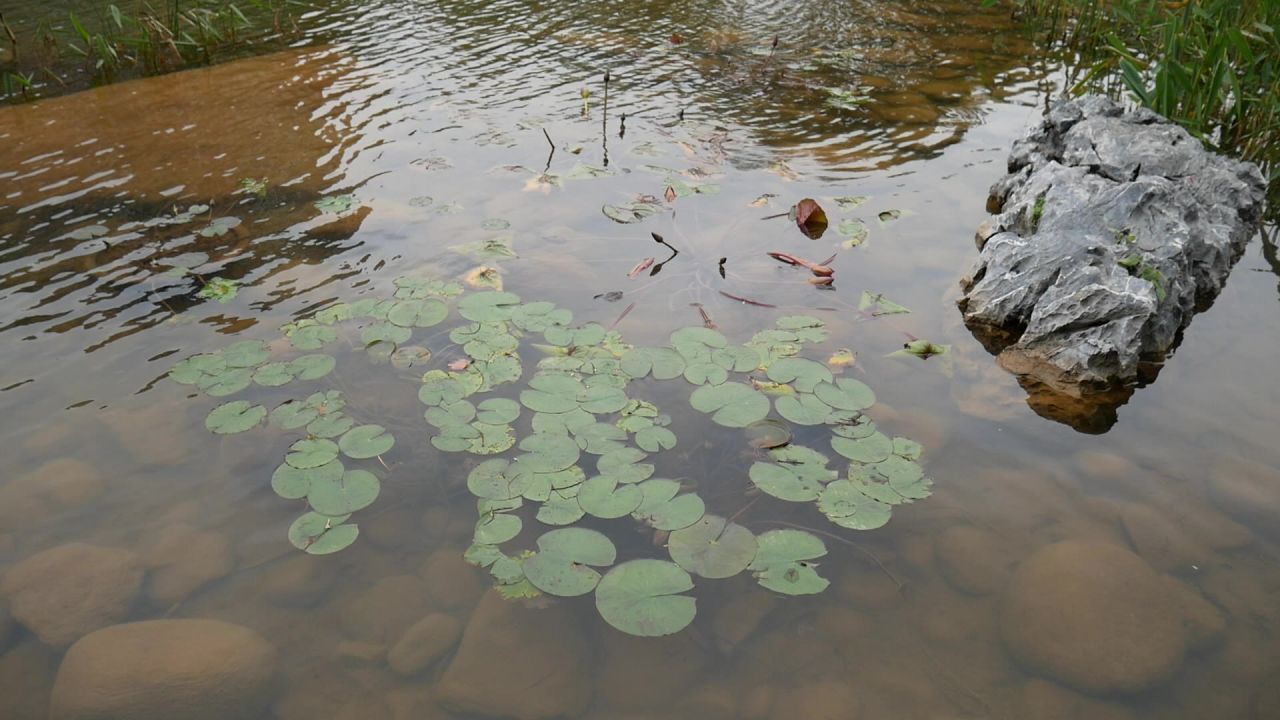 公园湖边的水波和睡莲