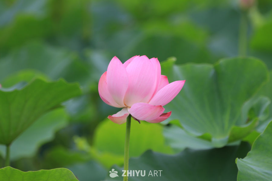荷花 2