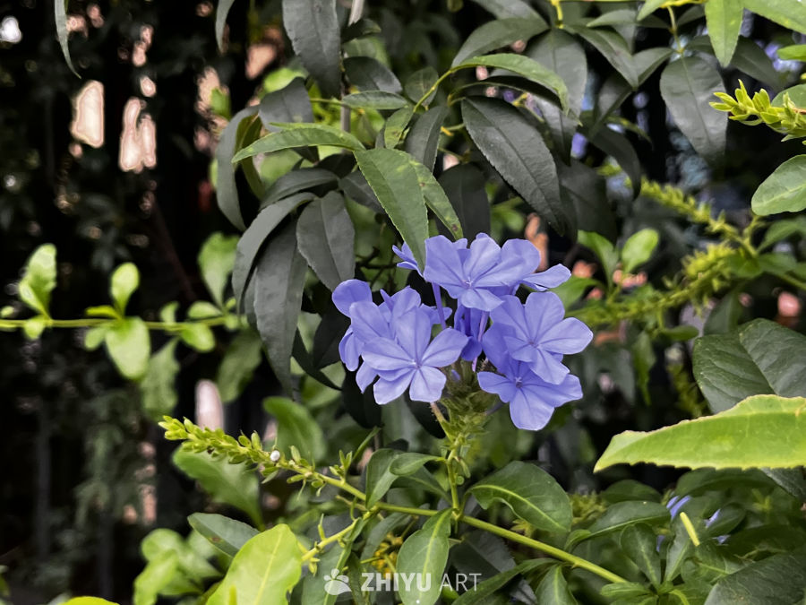 蓝花绿叶的宁静时光