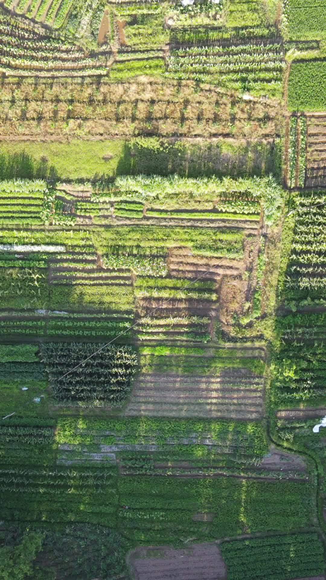 绿意盎然的农田