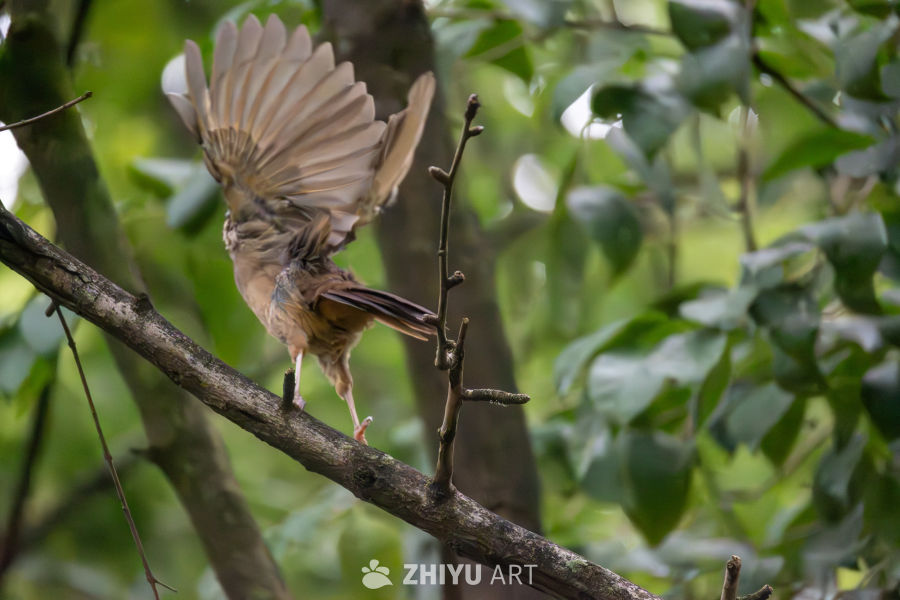 站在枝头准备起飞的白颊噪鹛