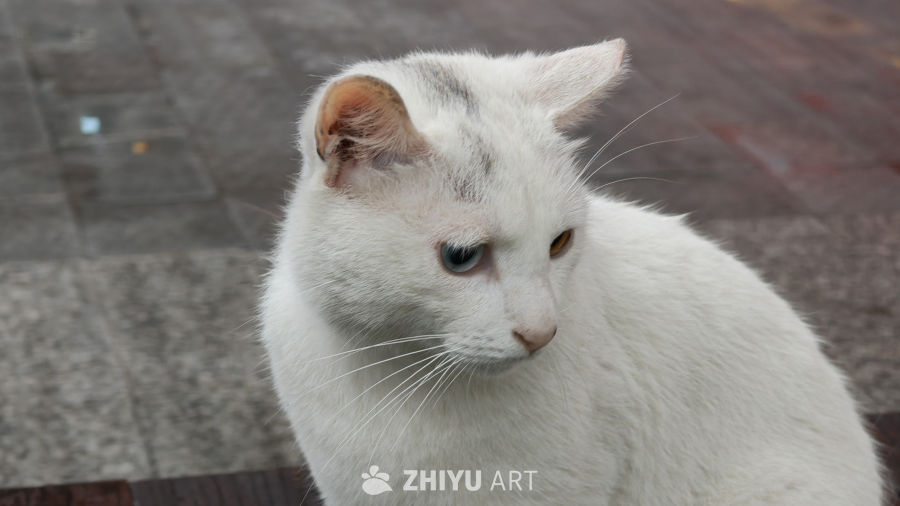 可爱的白色异瞳小猫