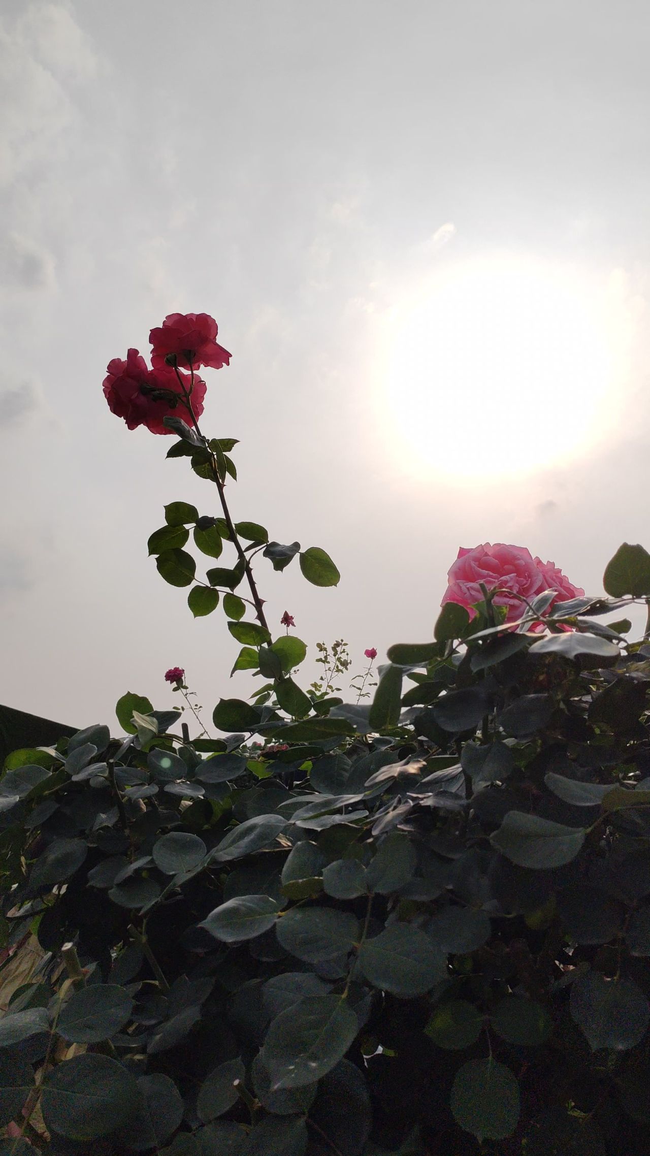 夕阳下的玫瑰花