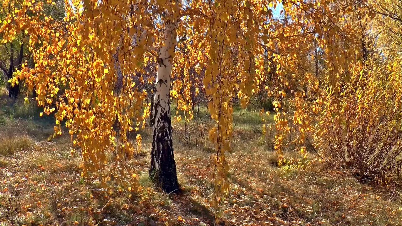 秋季桦木金色的