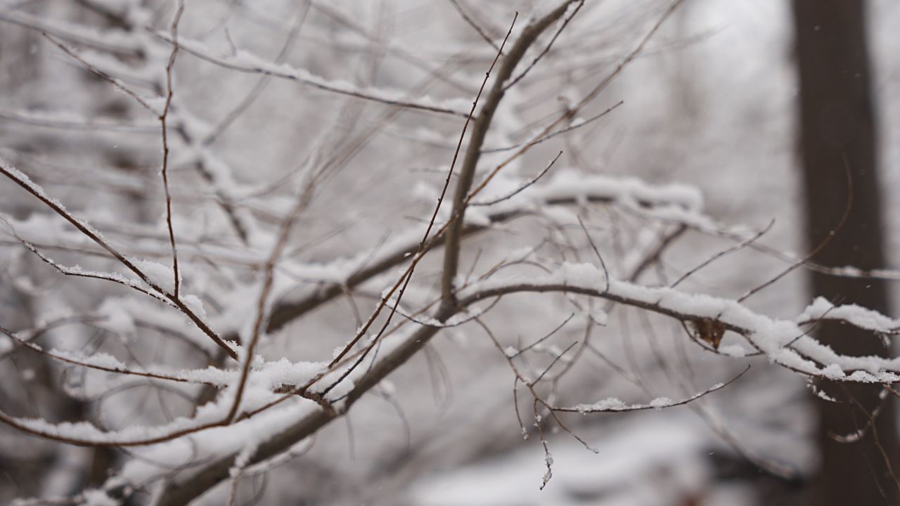 【4K 60帧】大雪与植物